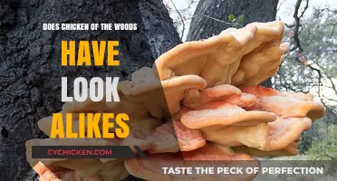 Identifying Chicken of the Woods: Beware of Toxic Look-Alike Mushrooms