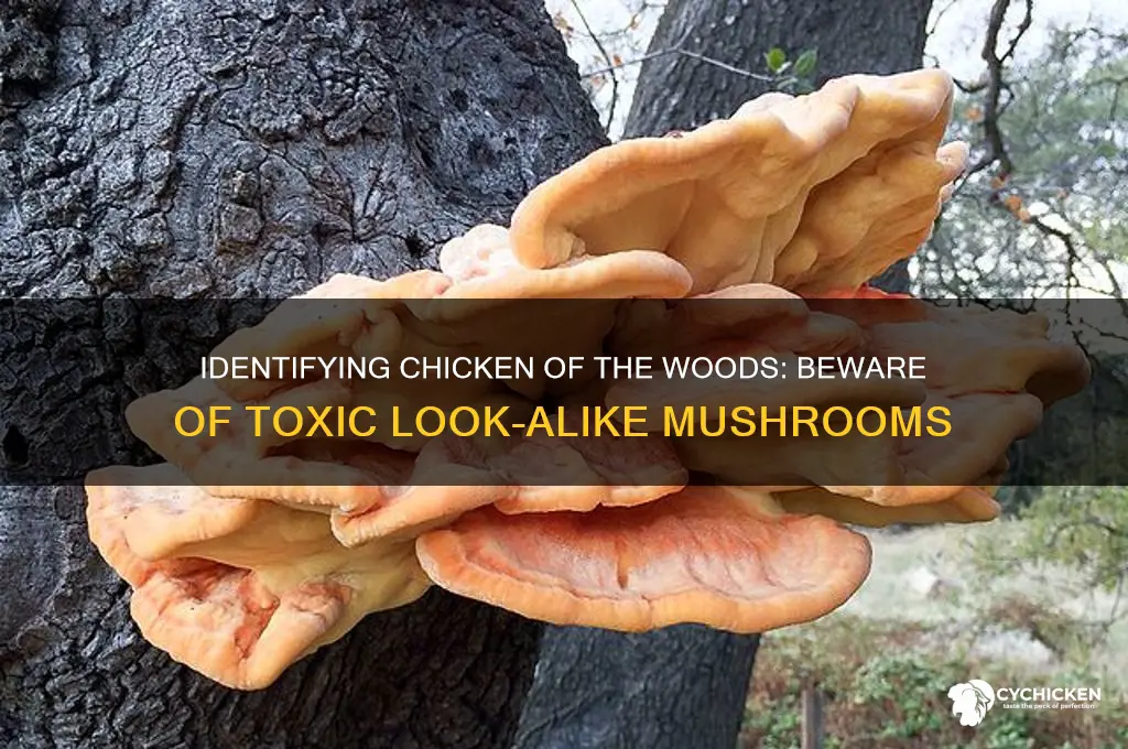 does chicken of the woods have look alikes