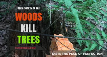 Does Chicken of the Woods Harm Trees? Uncovering the Truth