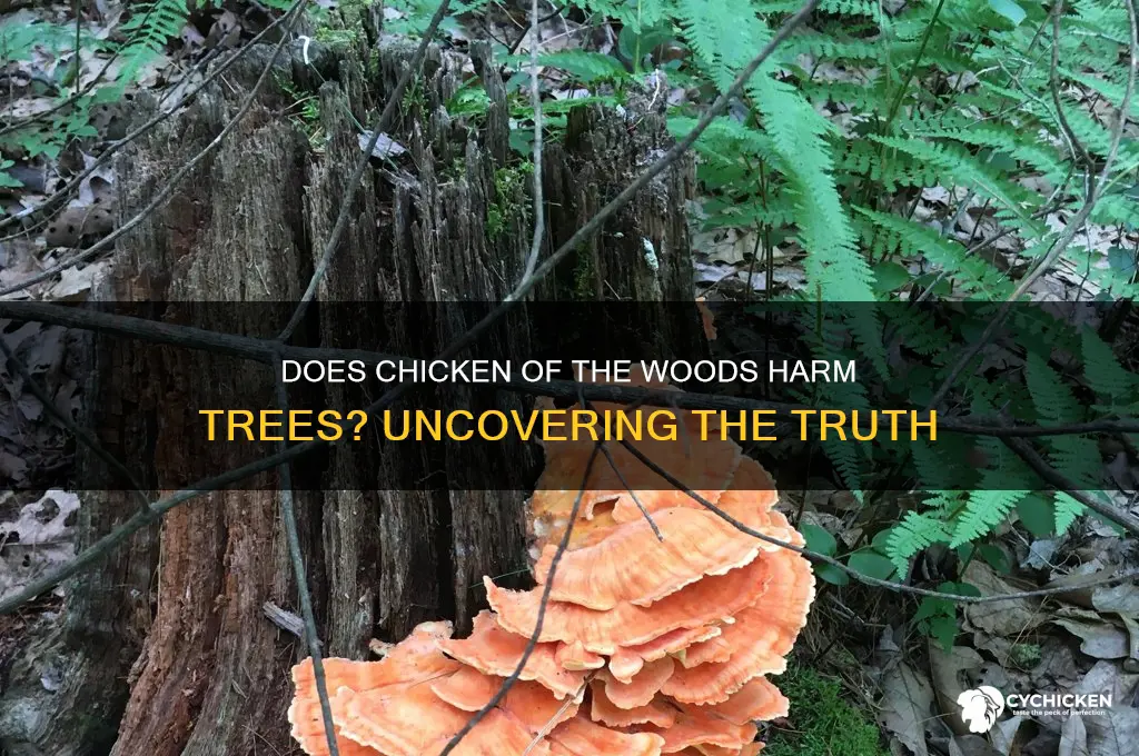 does chicken of the woods kill trees
