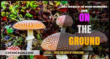 Where to Find Chicken of the Woods Mushrooms?