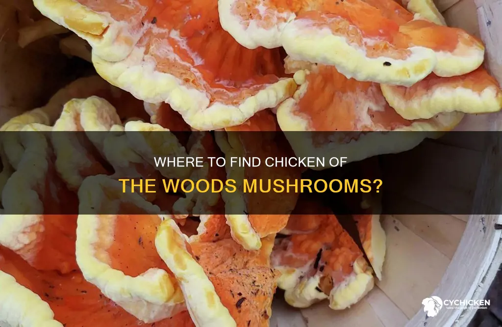 does chicken of the woods mushrooms grow on the ground