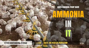 Does Chicken Poop Contain Ammonia? Uncovering the Truth About Poultry Waste