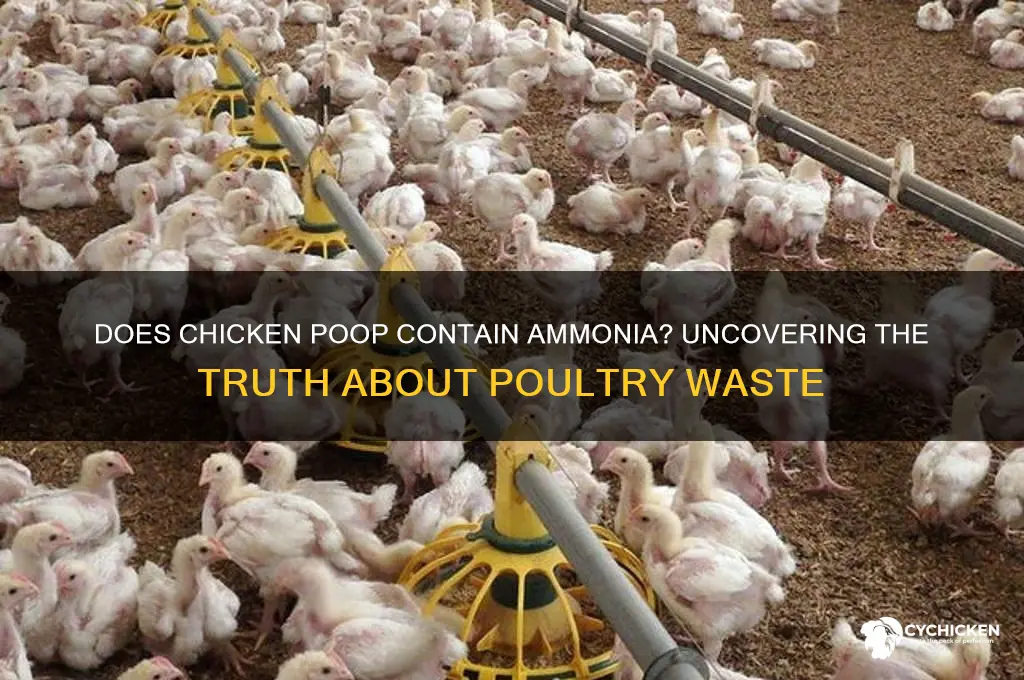 does chicken poop have ammonia in it