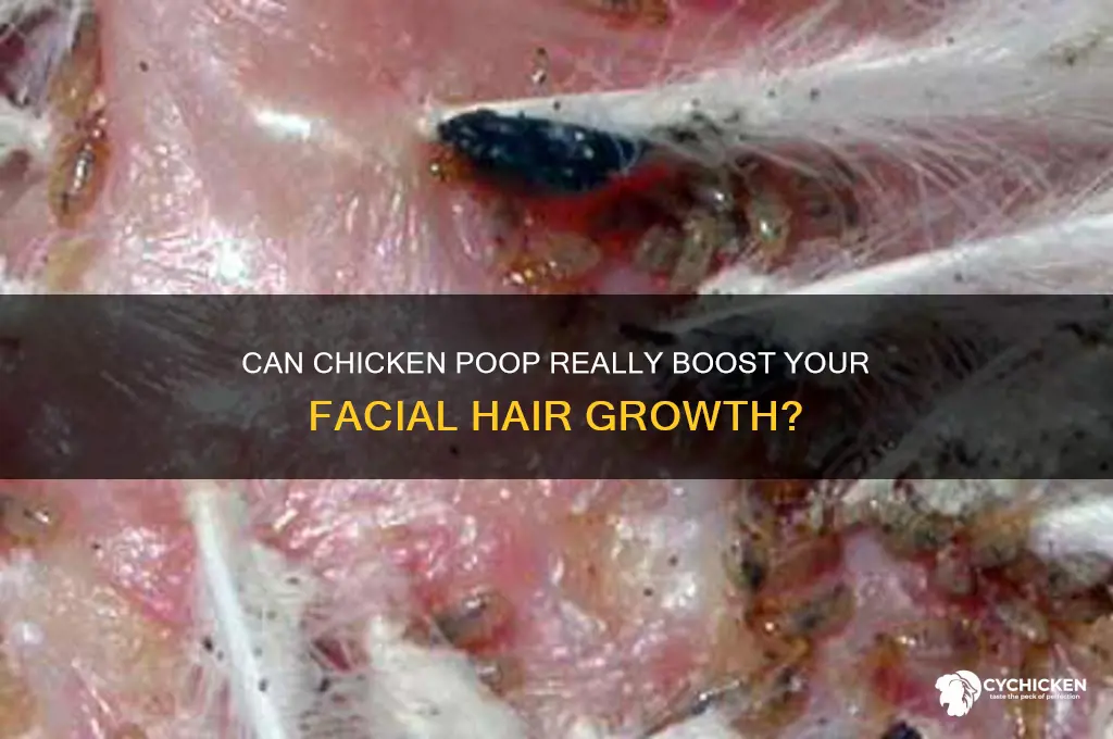 does chicken poop help grow facial hair