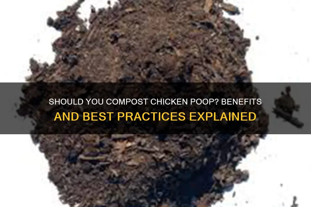 does chicken poop need to be composted