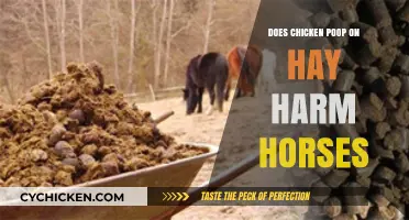 Can Chicken Droppings on Hay Be Harmful to Horses?