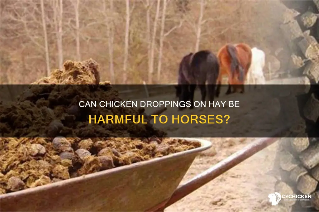 does chicken poop on hay harm horses