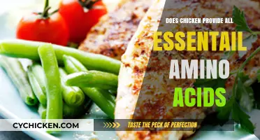 Is Chicken a Complete Protein? Essential Amino Acids Explained