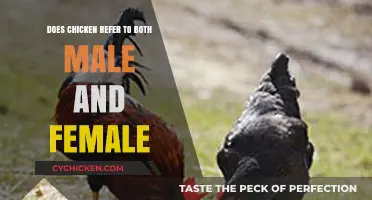 Does Chicken Include Both Genders? Unraveling the Poultry Terminology Mystery