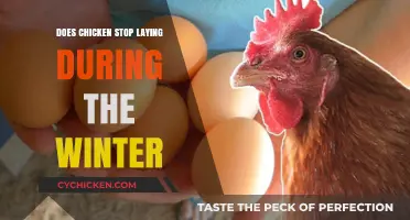 Winter Egg Production: Do Chickens Stop Laying in Cold Months?