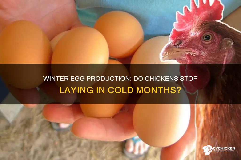 does chicken stop laying during the winter