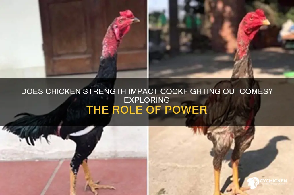 does chicken strength do anything cock-fight