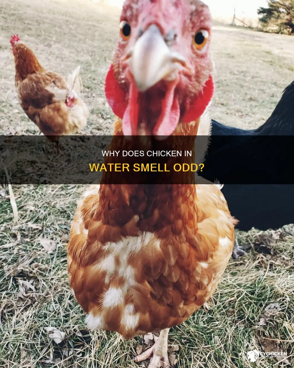 does chicken that has been in water smell weird