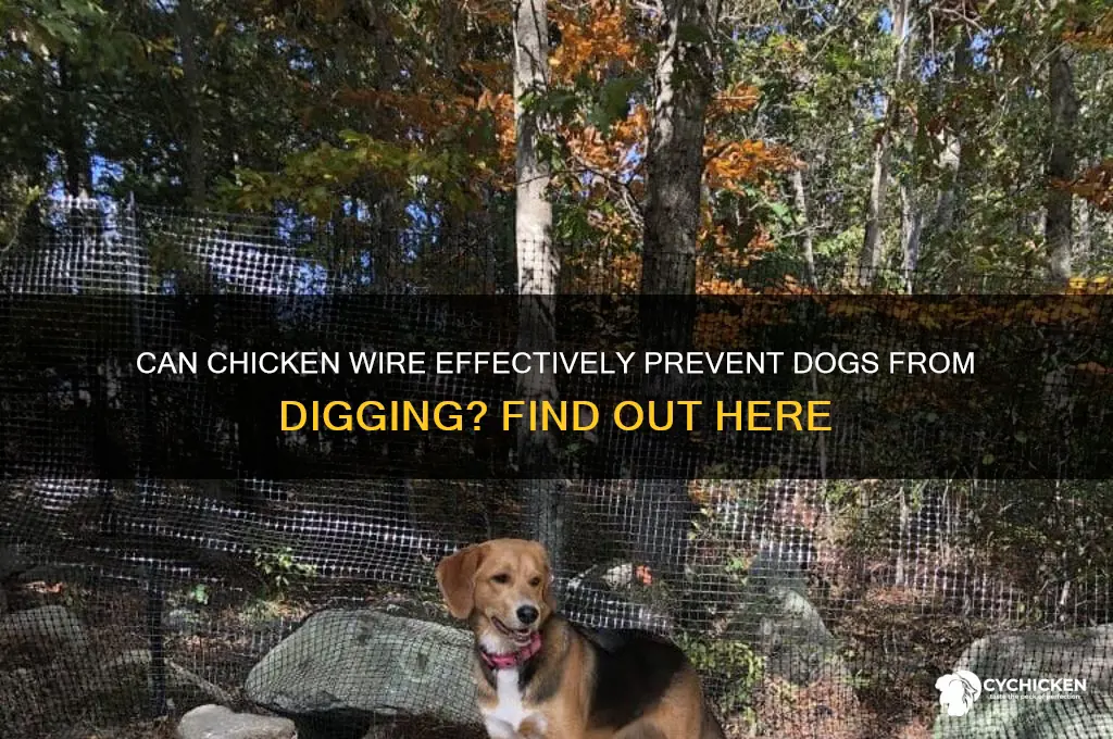 does chicken wire stop dogs from digging
