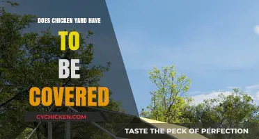 Should You Cover Your Chicken Yard? Pros, Cons, and Best Practices