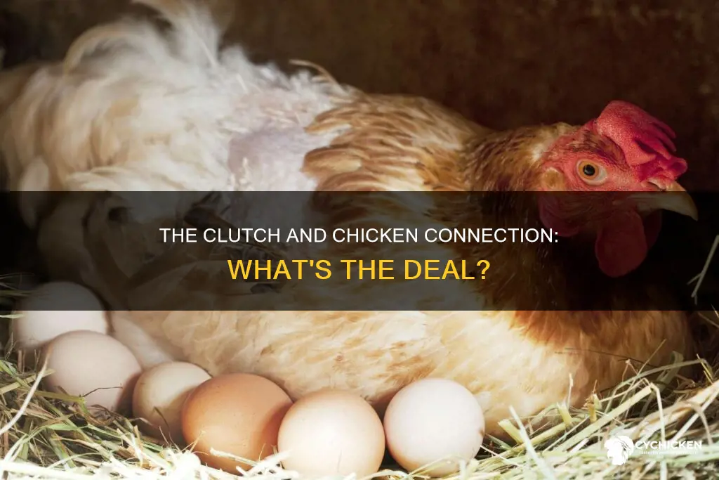 does clutch have anything to do with a chicken