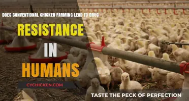 Chicken Farming: Breeding Superbugs?