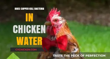 Copper's Antimicrobial Power: Can It Purify Chicken Drinking Water?