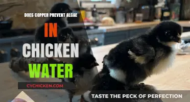 Copper's Role in Algae Prevention: Keeping Chicken Water Clean