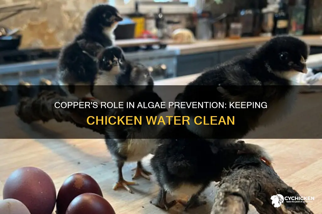 does copper prevent algae in chicken water