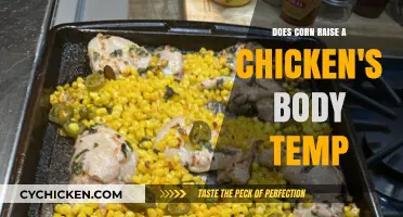 Corn's Impact on Chicken Body Temperature: Fact or Fiction?