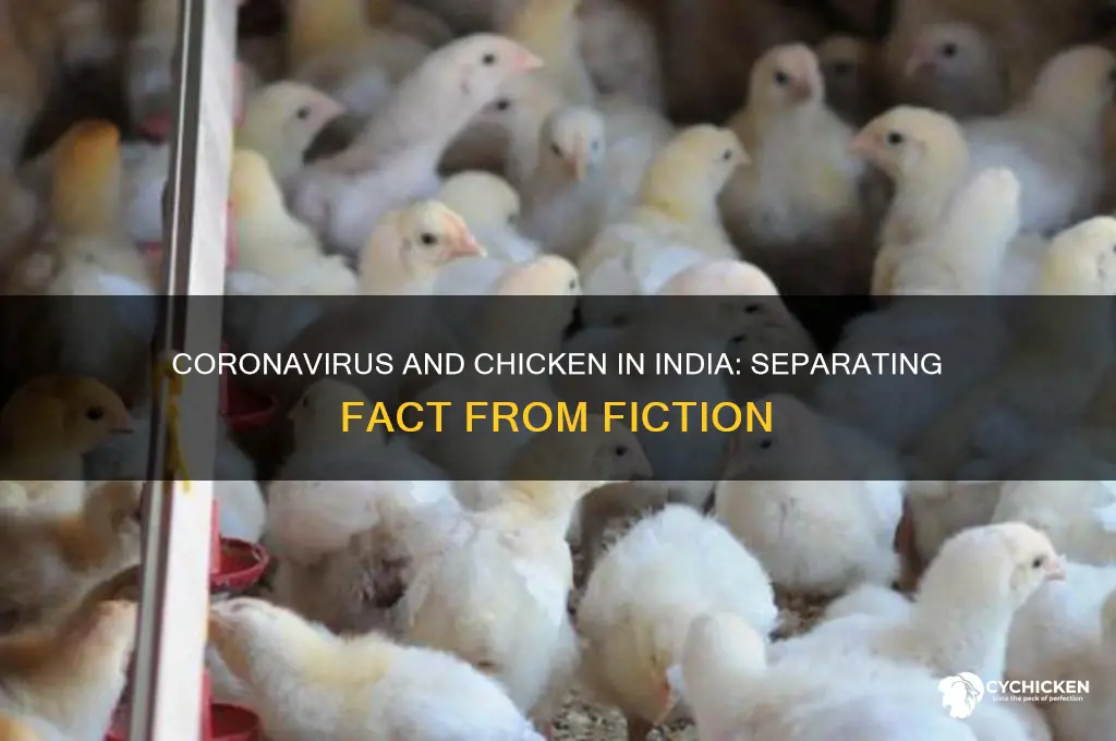 does coronavirus spread through chicken in india