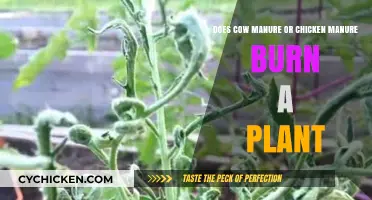 Cow vs. Chicken Manure: Which Burns Plants?