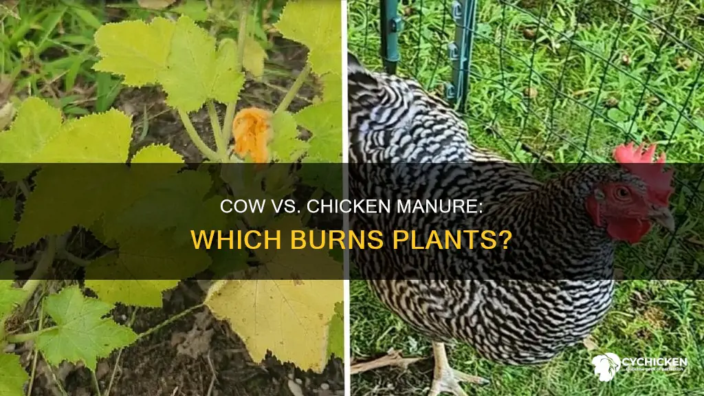 does cow manure or chicken manure burn a plant