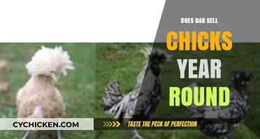 Does D&B Offer Chicks Year-Round? A Comprehensive Guide