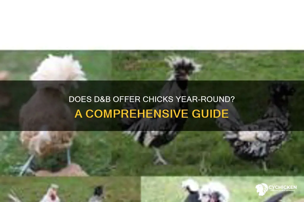 does d&b sell chicks year round