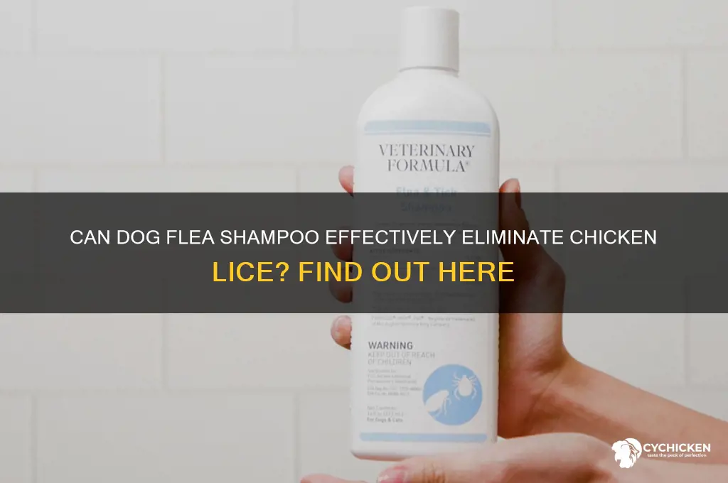 does dog flea shampoo kill chicken lice