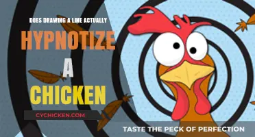 Hypnotizing Chickens: The Truth Behind the Line-Drawing Trick