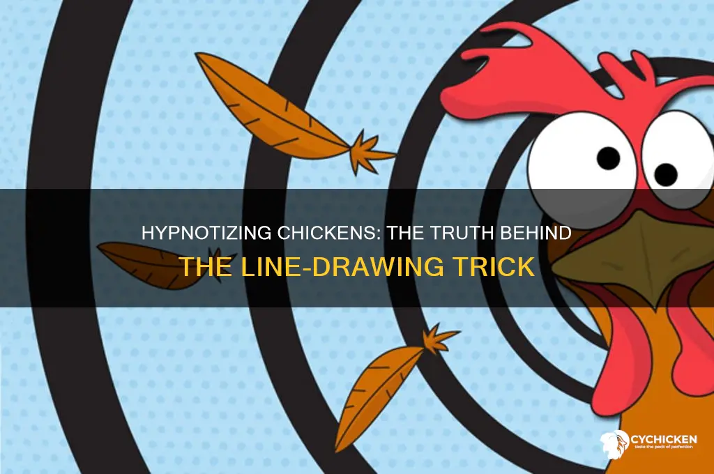 does drawing a line actually hypnotize a chicken