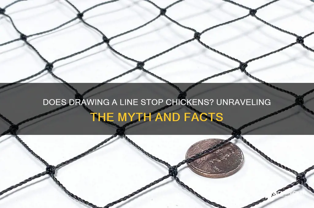 does drawing a line in front of chicken