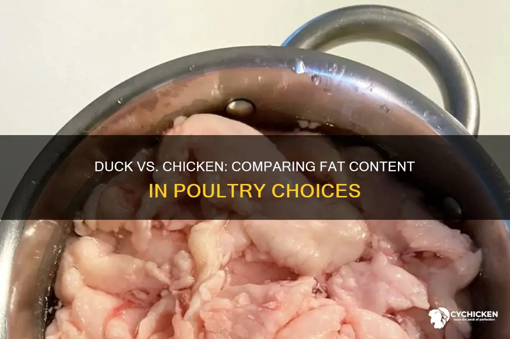 does duck have more fat than chicken