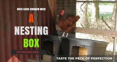 Do Chickens Need Individual Nesting Boxes? A Practical Guide