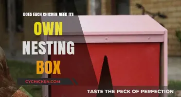 Do Chickens Need Individual Nesting Boxes? A Practical Guide