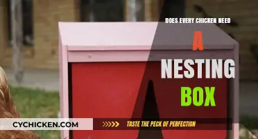 Do All Chickens Need Nesting Boxes? Essential Coop Setup Tips