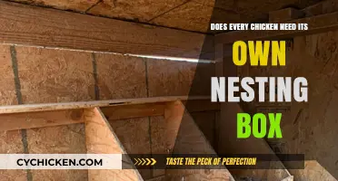 Do All Chickens Need Individual Nesting Boxes? Expert Insights