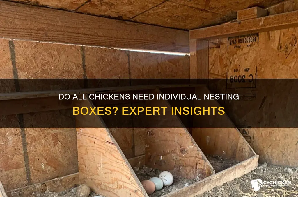 does every chicken need its own nesting box