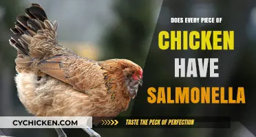 Does Every Chicken Piece Carry Salmonella? Uncovering the Truth