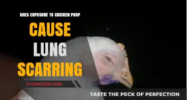 Chicken Poop Exposure: Uncovering the Truth About Lung Scarring Risks