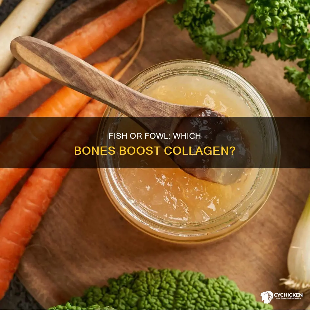 does fish bones or chicken bones has more collagen