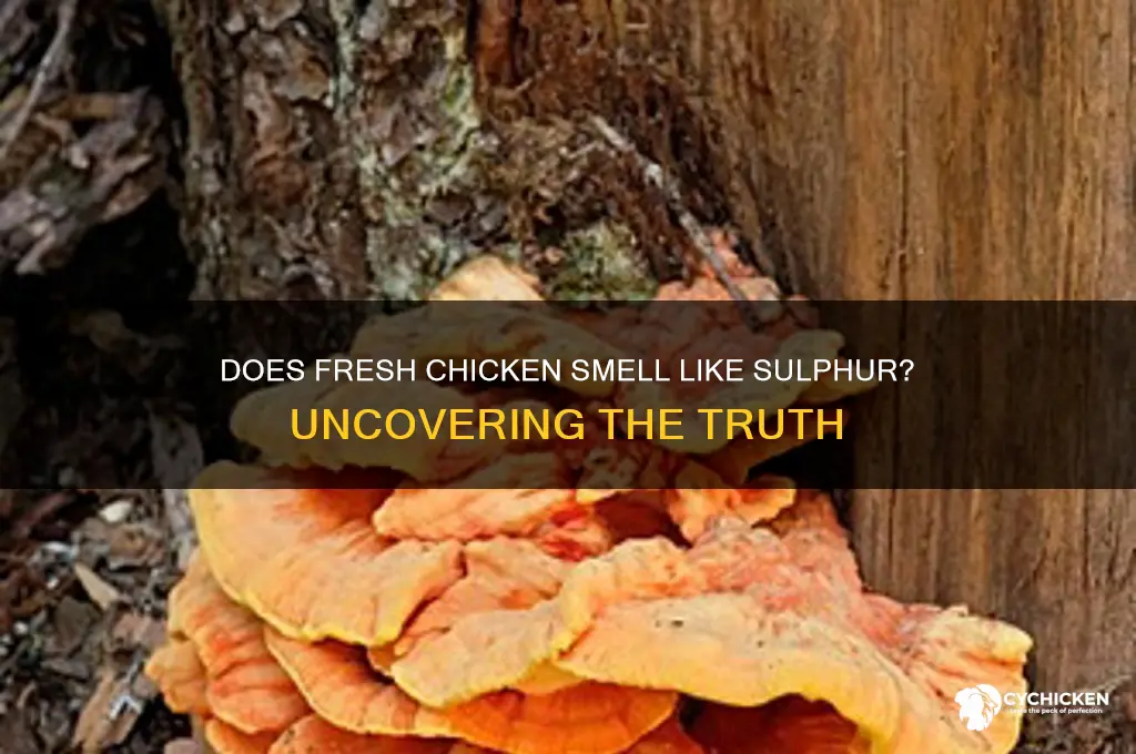 does fresh chicken have a sulphur smell