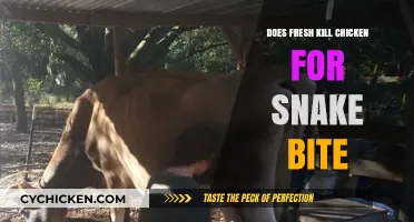 Freshly Killed Chicken for Snake Bites: Myth or Effective Remedy?