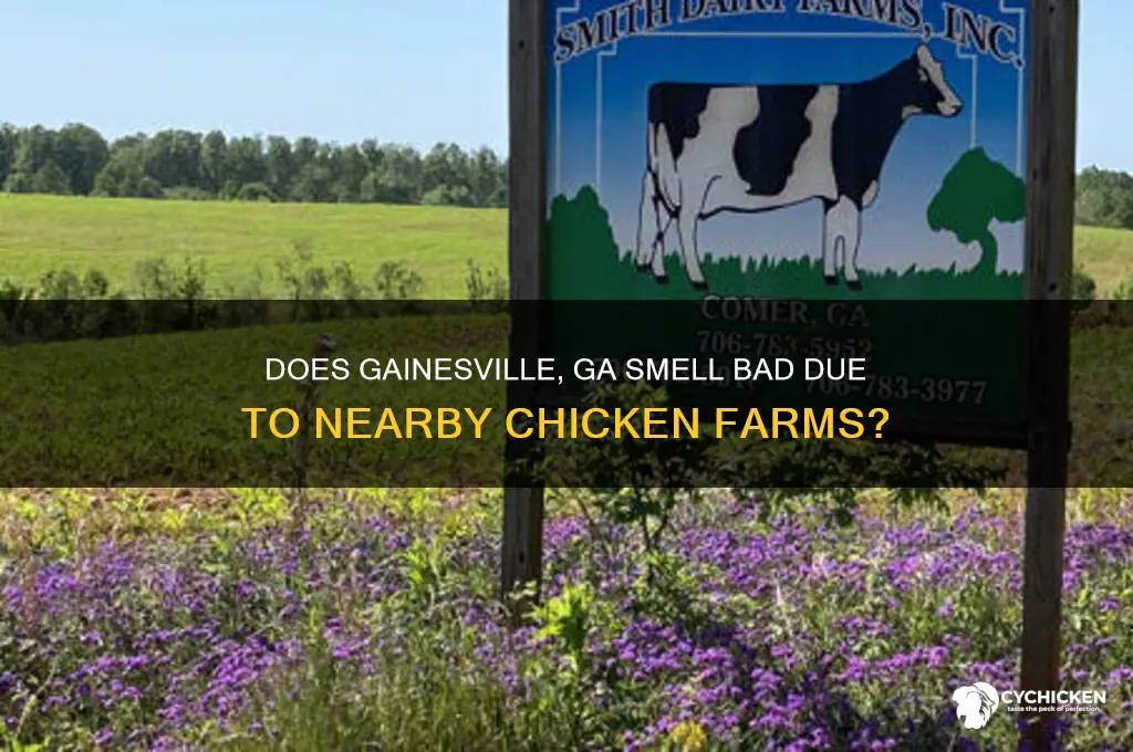 does gainesville ga stink because of chicken farms