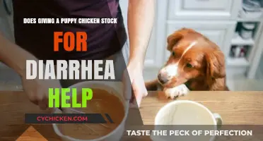 Chicken Broth for Puppy Diarrhea: Does it Help?