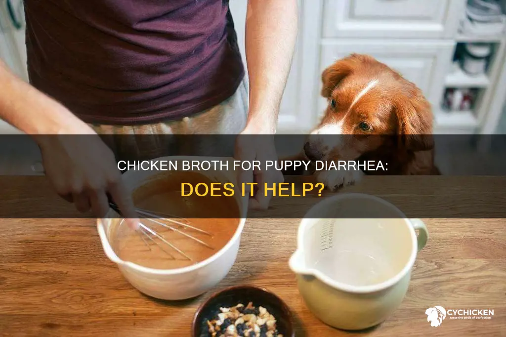 does giving a puppy chicken stock for diarrhea help