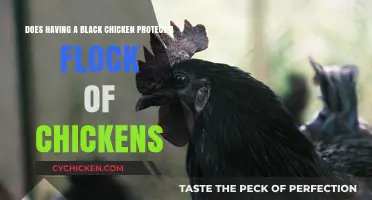 Black Chicken: Superstition or Flock Protection?